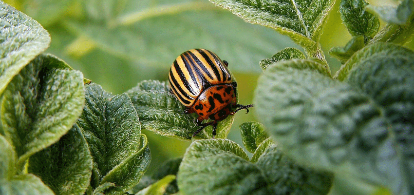 Colorado beetle