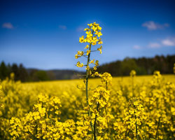 canola