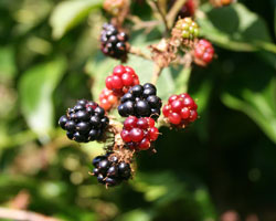 Brombeeren