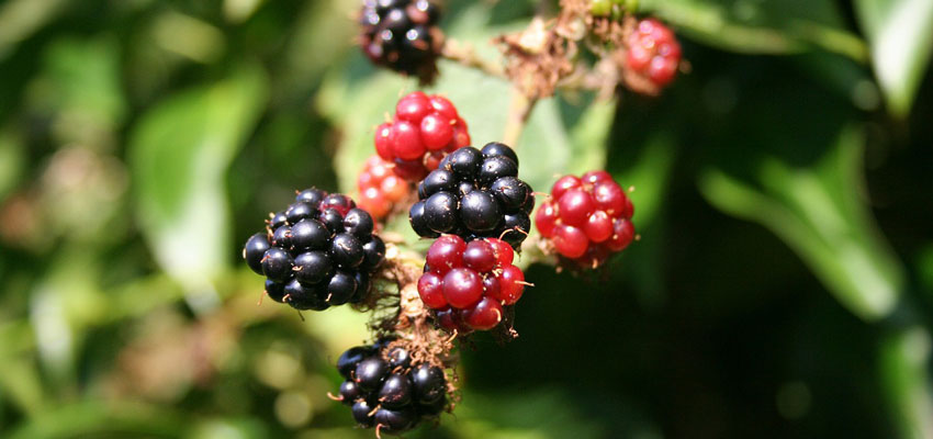 Brombeeren