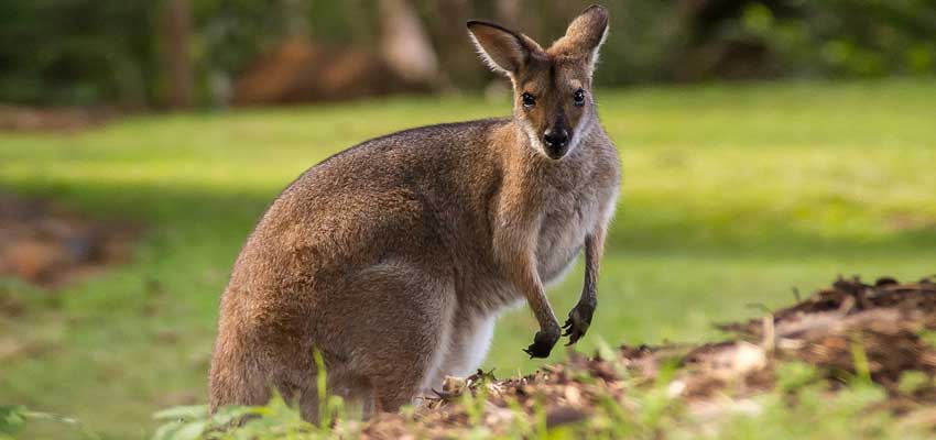 wallaby, Känguru